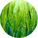 green barley